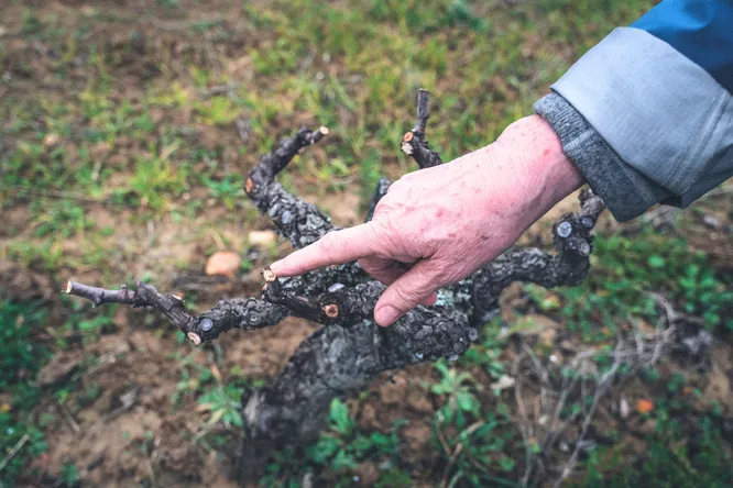 Gaillac Withstands Climate Change: Can These Old Grape Varieties Save the Wine?