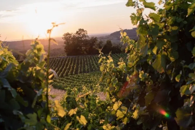 Forgotten grape varieties making a comeback