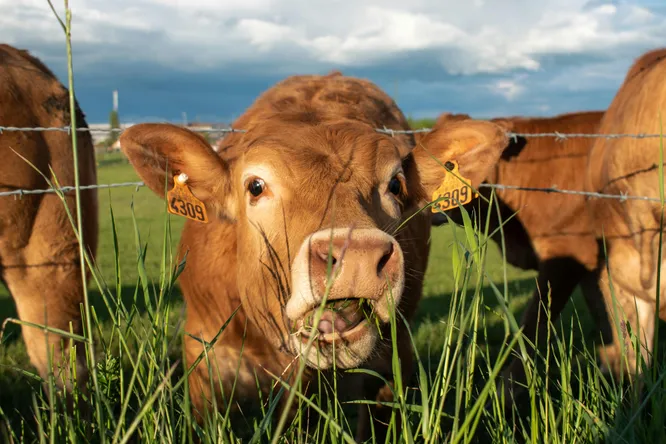 Salon International de l'Agriculture 2024: what not to miss?