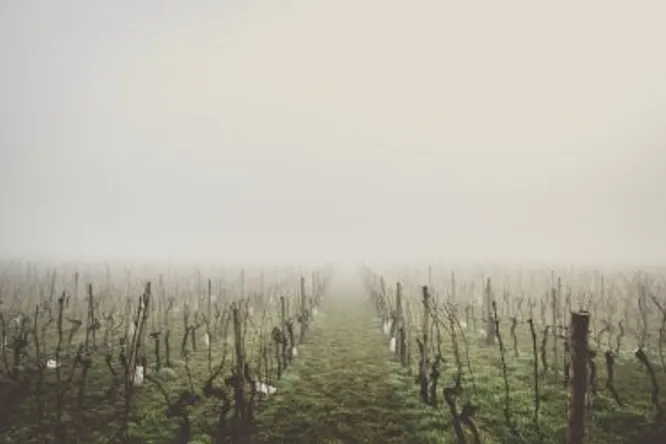 Sauternes 2015