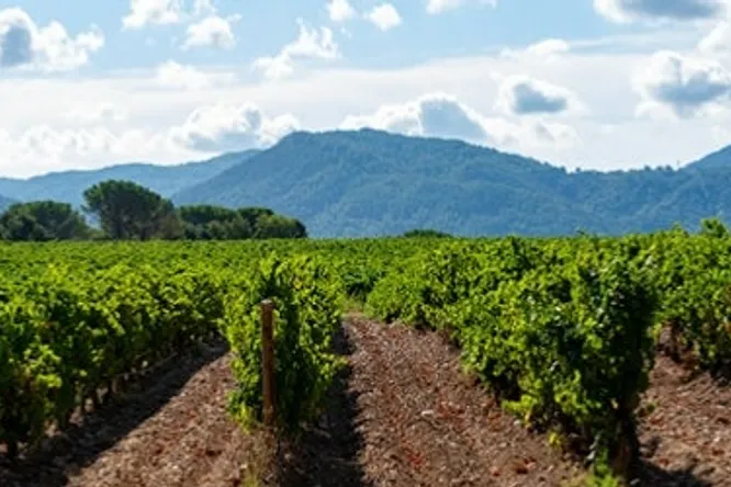 5 rosés 2021 qui feront votre été 2022