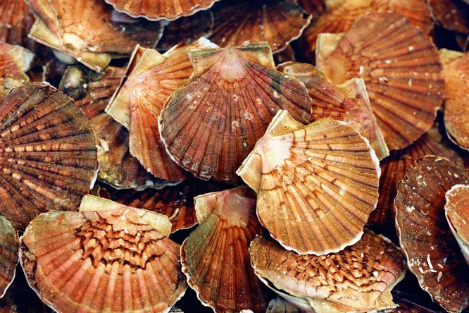 Saint-Jacques, reine des coquilles