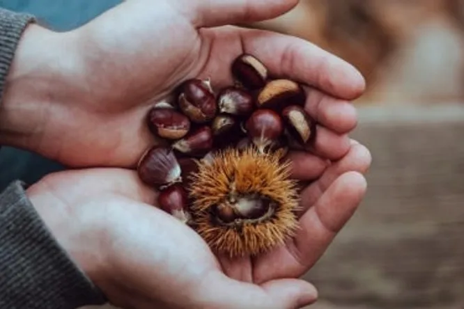 Chestnut- the finest fall fruit