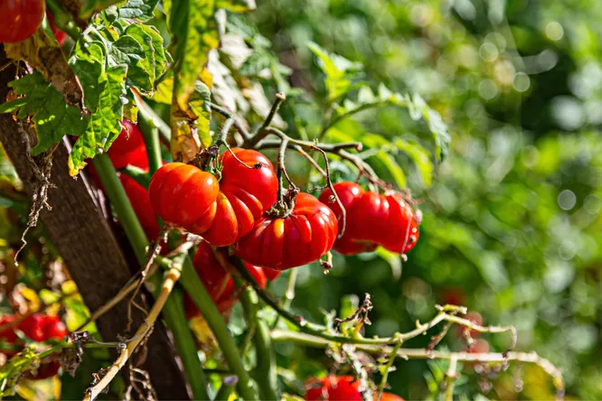 La tomate, fruit du Nouveau Monde et du monde nouveau