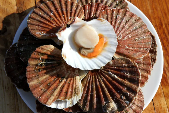 Manger des noix de Saint-Jacques pendant les fêtes, est-ce vraiment une bonne idée ?