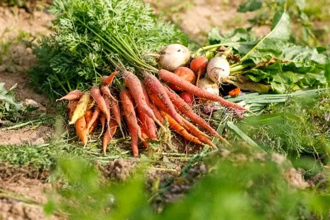 Tailor-made vegetables from Benoît Deloffre