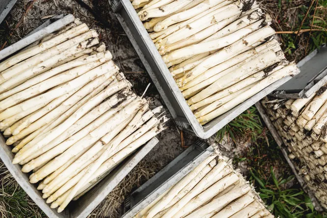 How a Prominent Wine Family Turned Its Fortunes Around Thanks to Asparagus