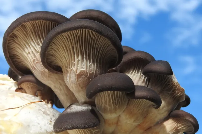 Dans le Var, ce producteur cultive des champignons sauvages pour les chefs