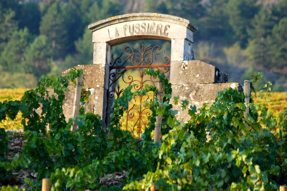 6 Maranges Premier Cru qui méritent une place dans votre cave