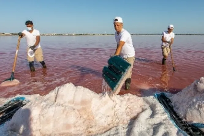 Fleur de sel en Camargue