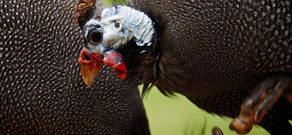 Tender guinea fowl
