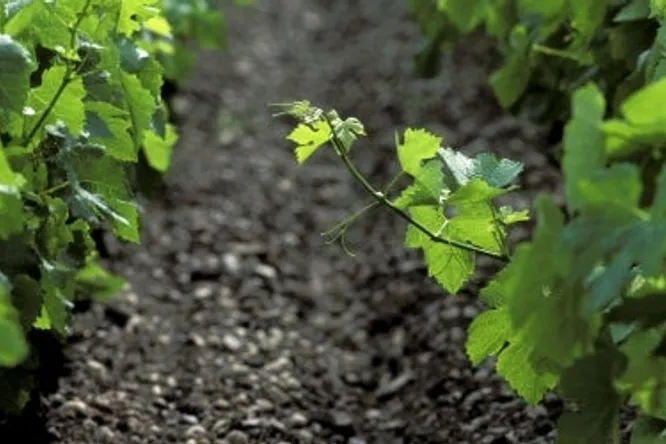 Satellites de Saint-Emilion : primeurs 2016