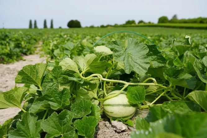 Le melon IGP du Haut-Poitou, le fruit qui a de quoi frimer