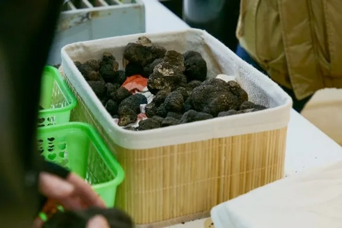 Growing truffles, Périgord's black gold