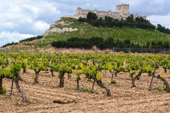 Summer wines: 5 "terroir" wines from Provence