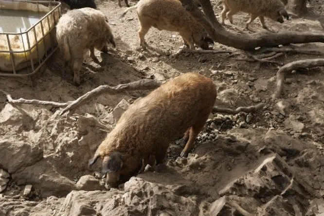 Domaine Belin: gourmet pigs