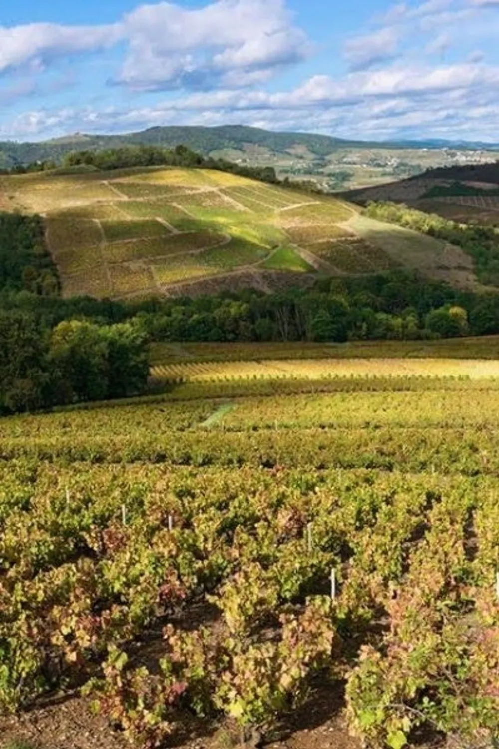 Elles et Beaujolais