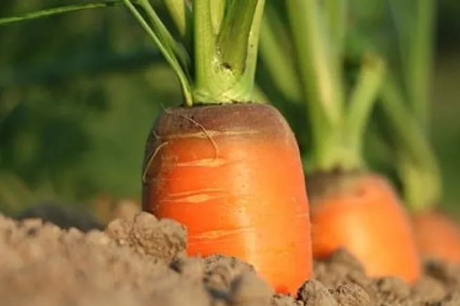 Leek and carrots, the must-haves