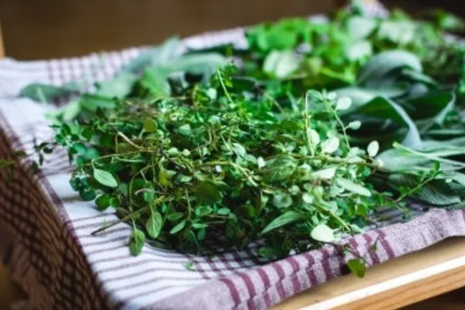 Cultiver son herbe