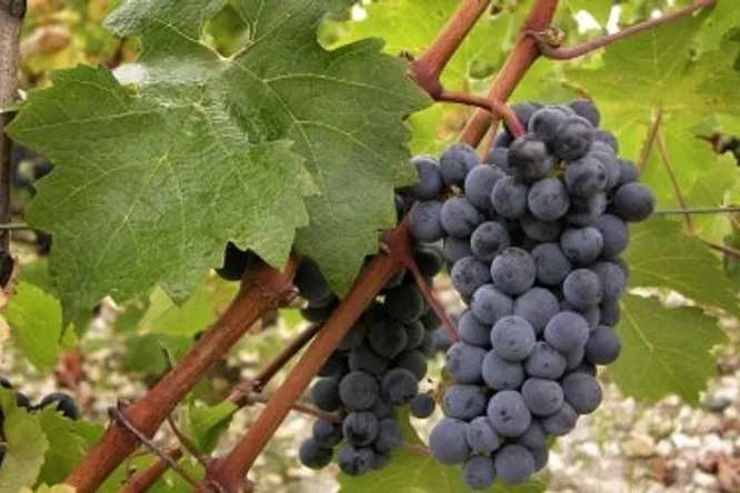 Haut-Médoc and Médoc: primeurs 2016