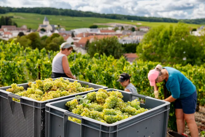 L’après-été : comment la filière viticole s’adapte aux vendanges précoces ?