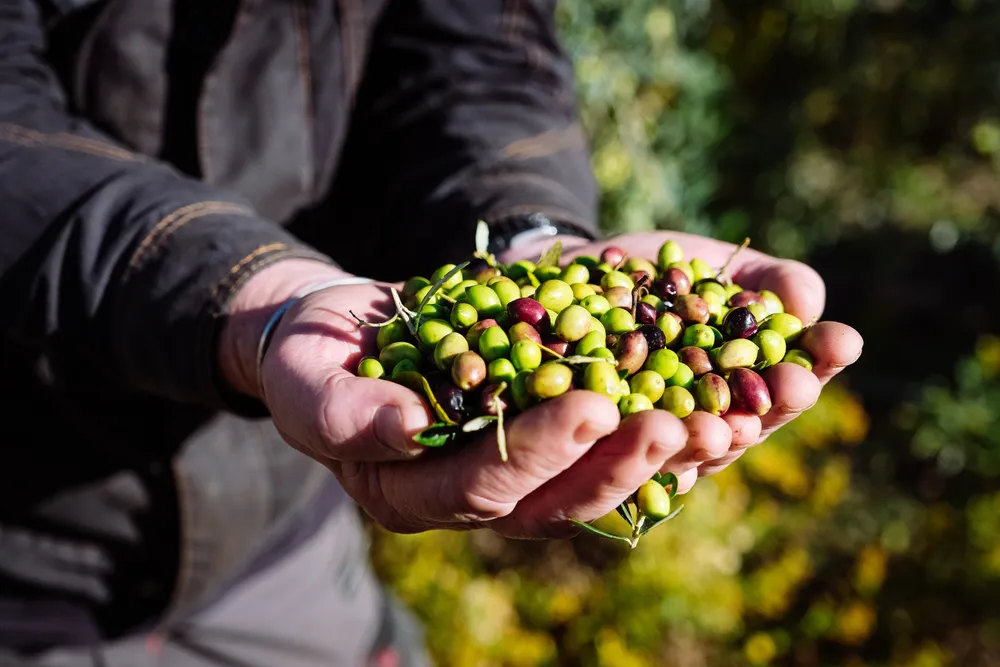 Tout comprendre au langage de l'huile d'olive