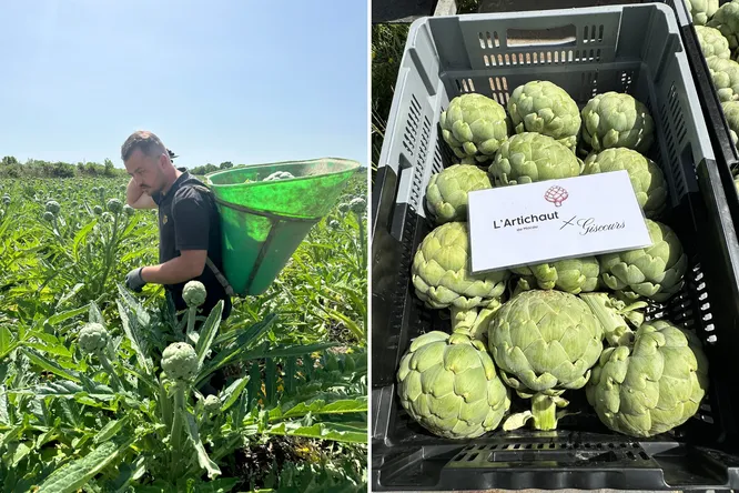 Pourquoi ce château bordelais cultive un artichaut presque disparu