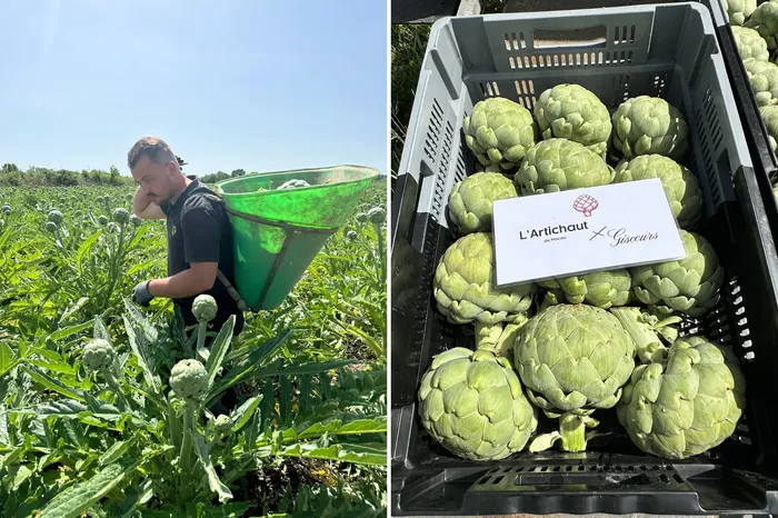 Pourquoi ce château bordelais cultive un artichaut presque disparu