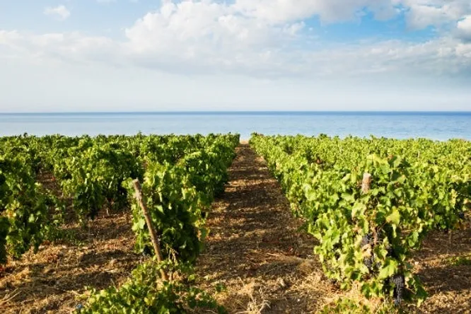 Places in France where vines are reappearing