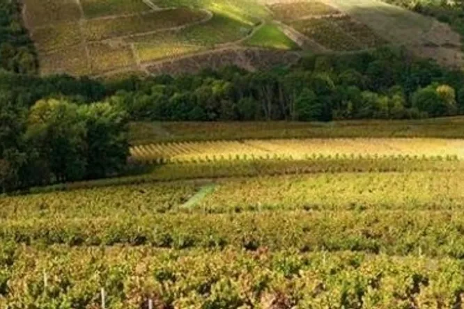 Elles et Beaujolais