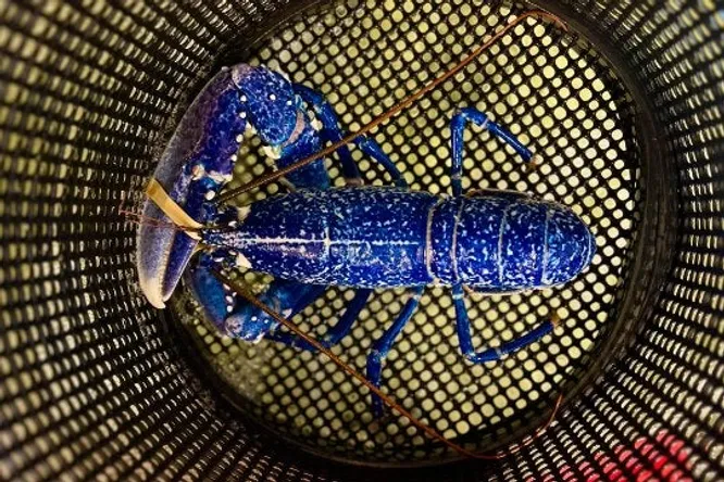 Pourquoi ce homard pêché en Vendée va finalement être relâché en mer ?
