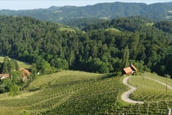 Domačija Vino Gaube