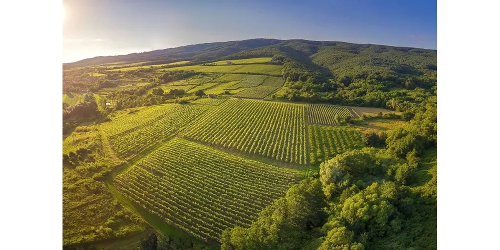 CNTB:  Promoting the flavours of Croatian eno - gastronomy