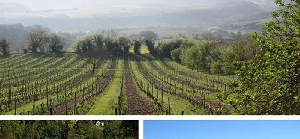La Clairette de Die voit rouge !
