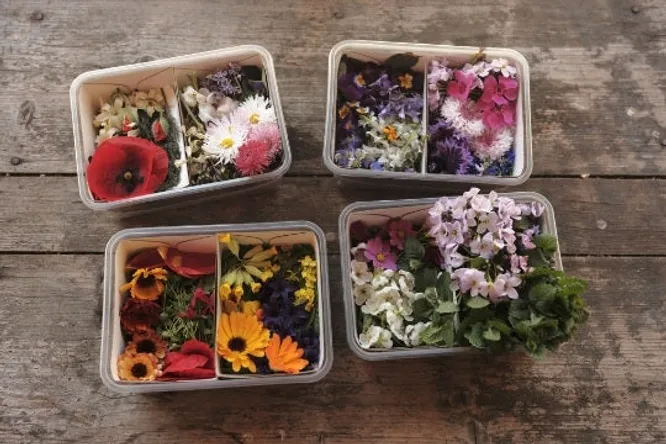 Le goût des fleurs, Sylvie Albrand