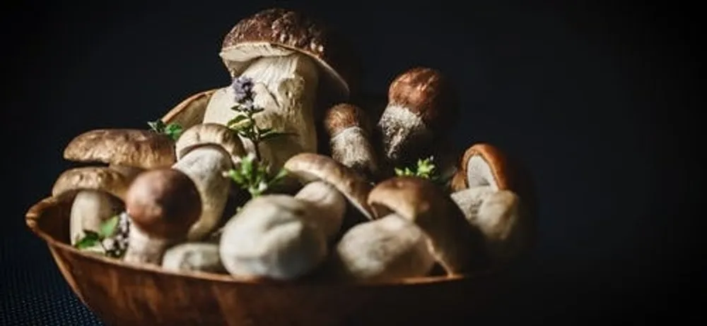 Njegovo veličanstvo vrganj