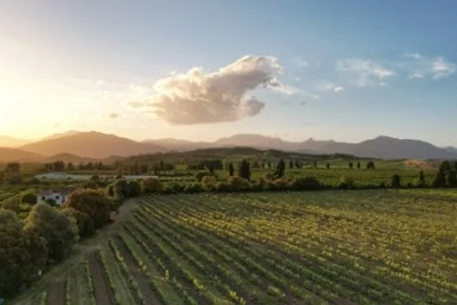 Vignoble, la Corse a la cote