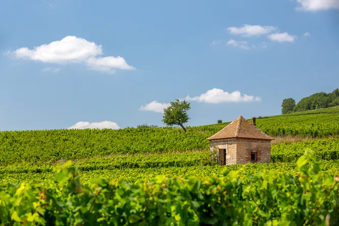Maranges: These understated white wines are every bit as good as their famous neighbors