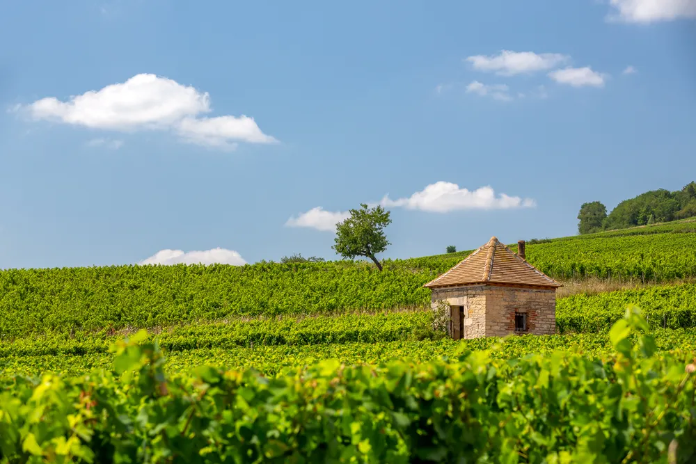 Maranges: These Understated Whites That Are Every Bit as Good as Their Famous Neighbors