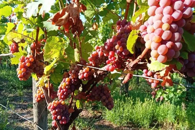 Partez à la découverte d’un vignoble alsacien méconnu
