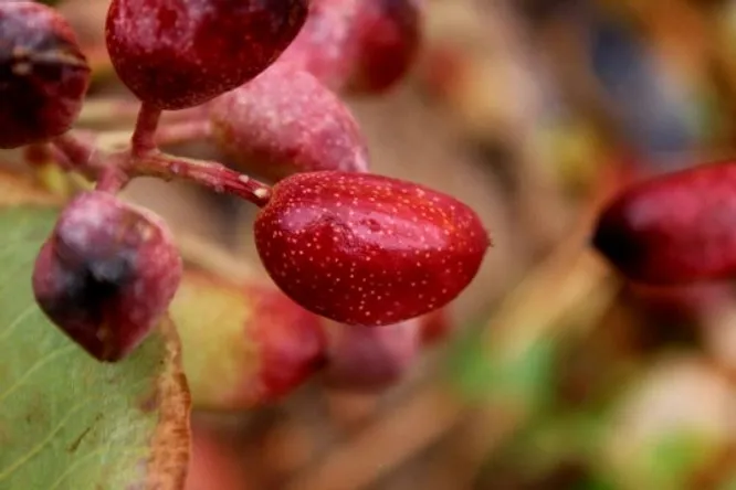 Les mille et une facettes de la pistache : de ses bienfaits à la gourmandise
