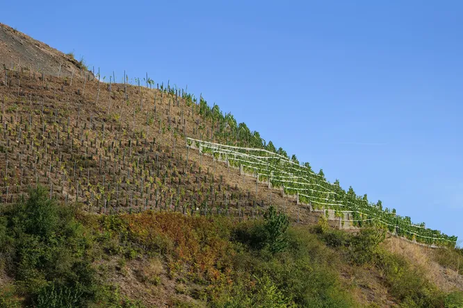 The vine climbs northwards