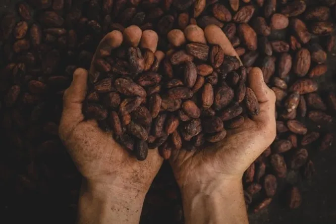 On the chocolate trail