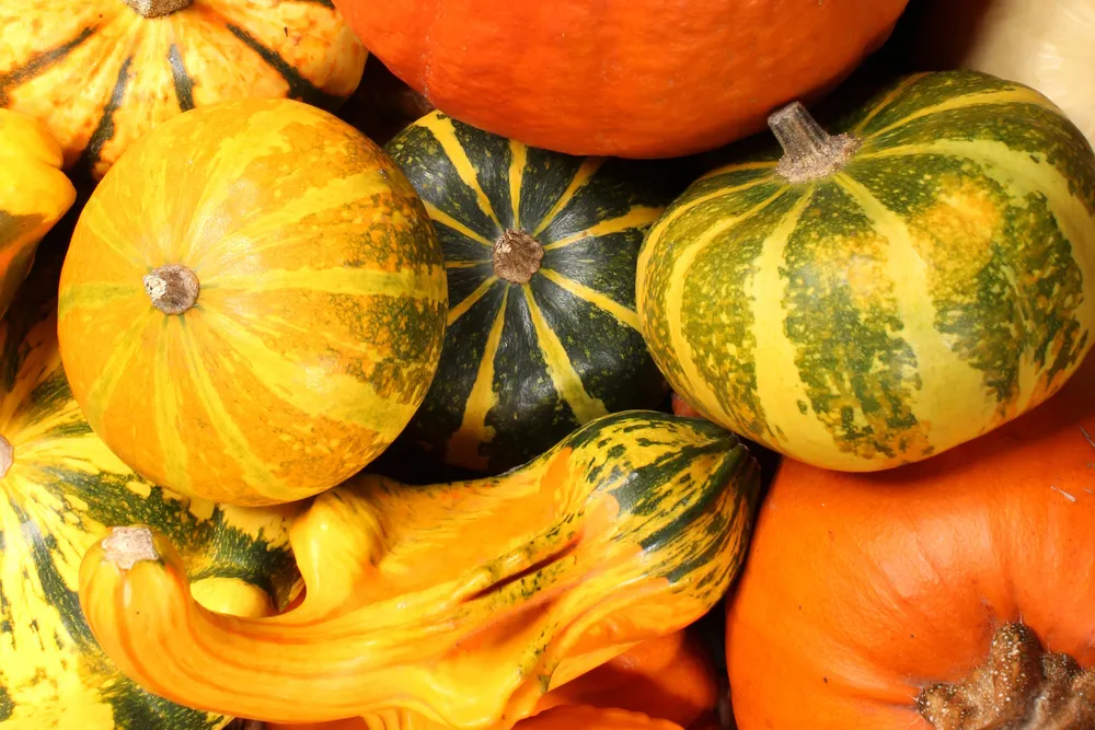 Comment Bocuse, Robuchon et Ducasse ont sauvé les courges de la soupe fade