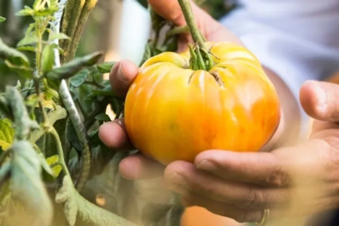 This 4-toque chef has figured out how to (really) make tomatoes the star of summer.