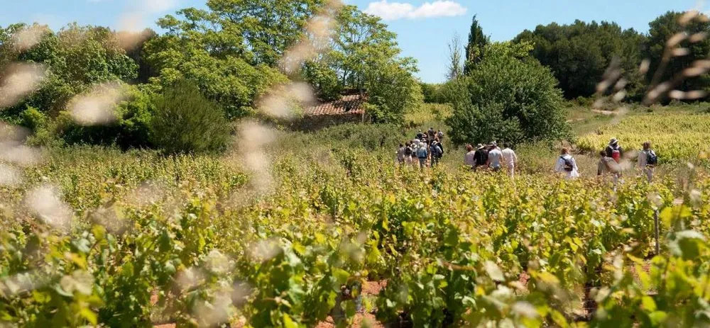 Wines, Vines and Terroirs
