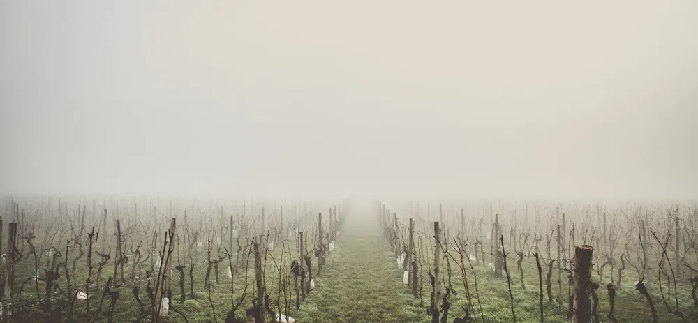 Sauternes 2015
