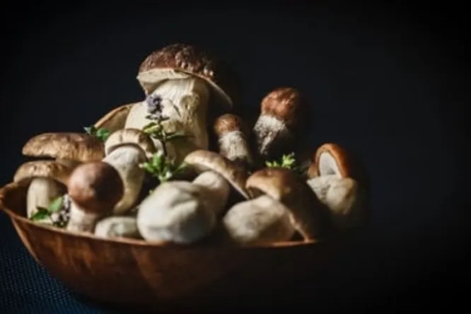 His majesty, the European bolete mushroom