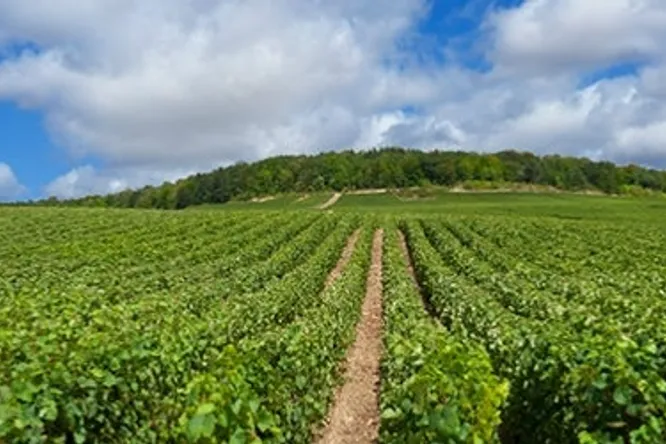 Le renouveau des coteaux-champenois