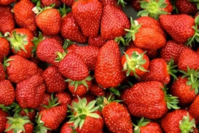 Y a-t-il encore une saison pour les fraises ?